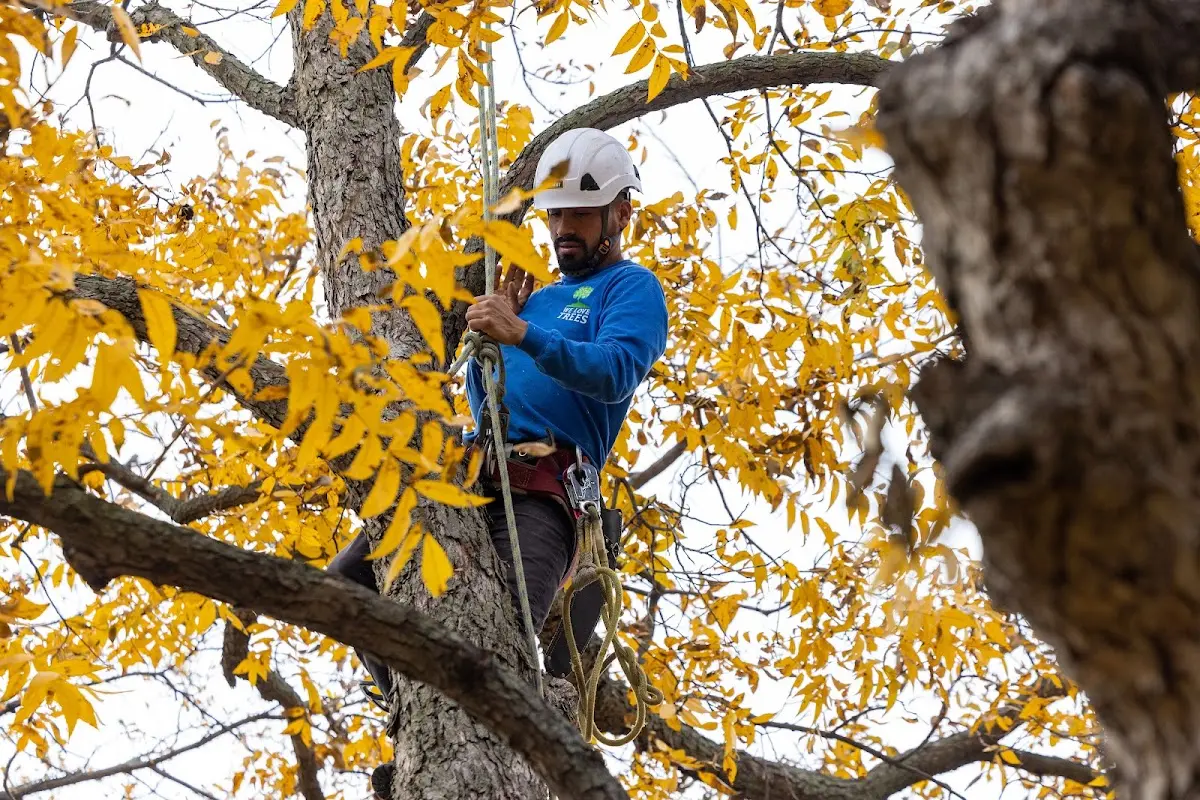 Skilled Tree Trimming crew working in Donner